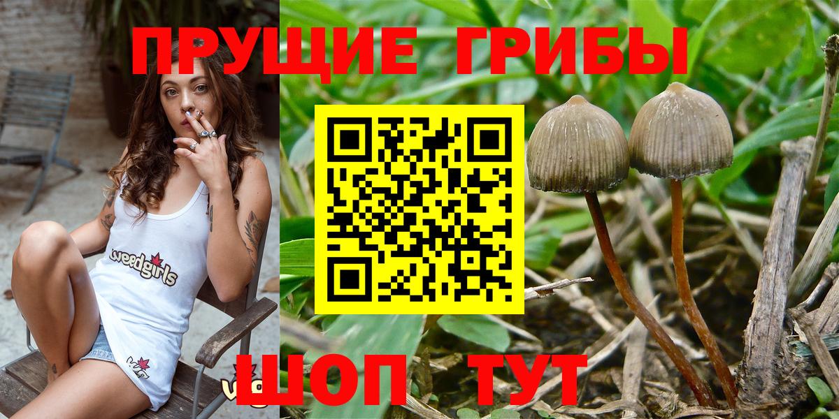 Псилоцибиновые грибы Cubensis Владикавказ