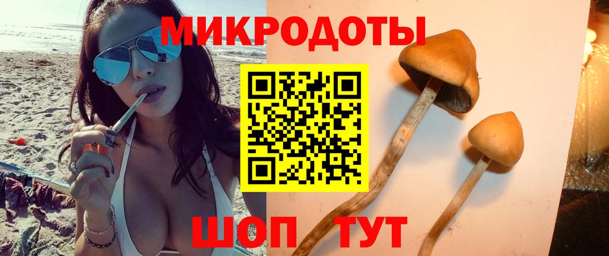 Галлюциногенные грибы Psilocybe  Вход с VPN  Владикавказ 